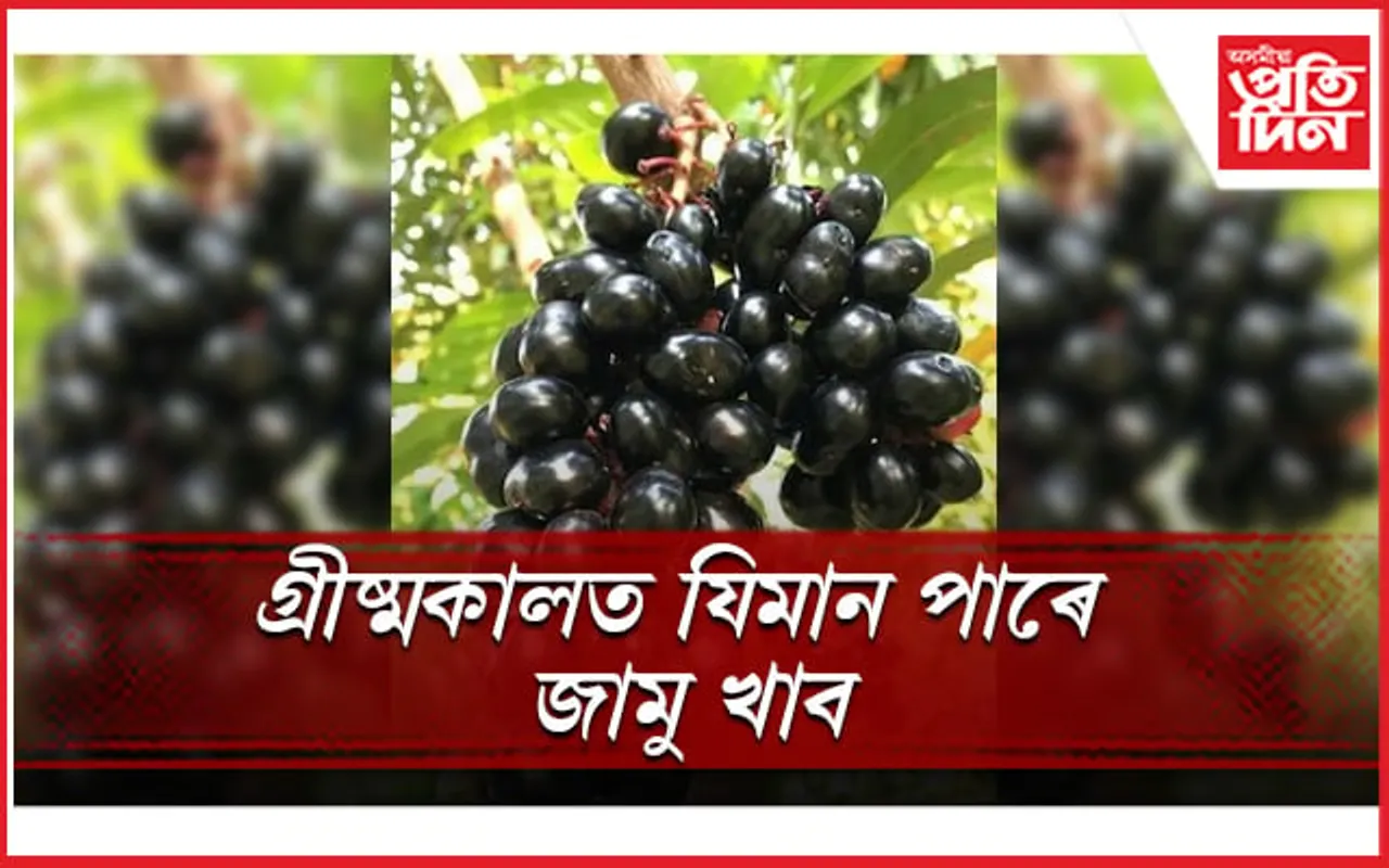 কেৱল সুস্বাদুয়েই নহয়, বহু গুণাগুণৰেও সমৃদ্ধ ক’লা জামু